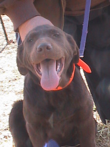Jolee Joe